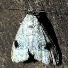 Abablemma brimleyana