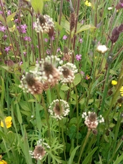 Plantago lanceolata