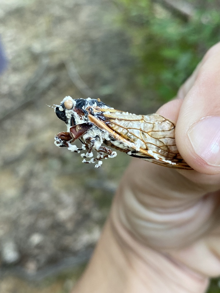 Icing sugar fungus in June 2024 by Jim Oehmke · iNaturalist