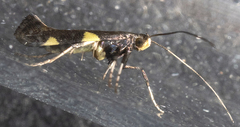 Caloptilia cornusella