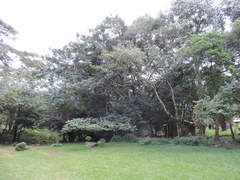 Canarium schweinfurthii