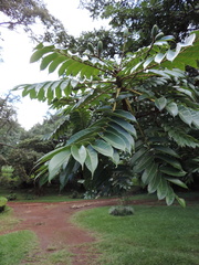 Canarium schweinfurthii