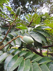 Canarium schweinfurthii