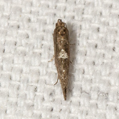 Acrolepiopsis assectella