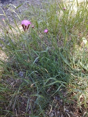 Dianthus capitatus