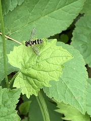 Xanthogramma flavipes