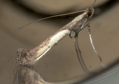 Caloptilia ostryaeella