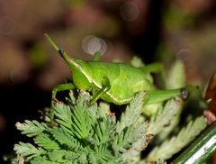 Atractomorpha australis