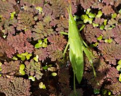 Atractomorpha australis