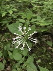 Valeriana pauciflora