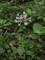 Valeriana pauciflora