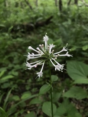 Valeriana pauciflora