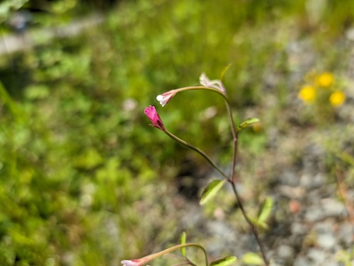 Spear leaved willow herb (Epilobium lanceolatum)