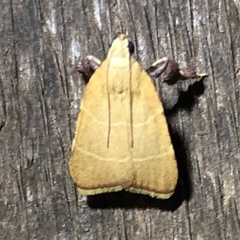 Parachma ochracealis