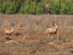 Axis porcinus