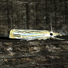 Crambus multilinellus