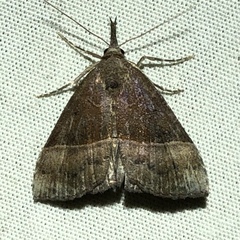 Hypena deceptalis