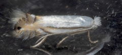 Phyllonorycter lucidicostella