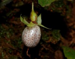 Fieldia australis