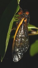 Magicicada septendecula