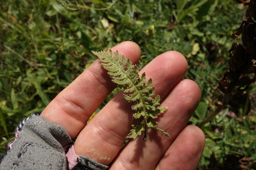 Image of Pedicularis kaufmannii by (c) Aleksei Baushev, some rights reserved (CC BY)