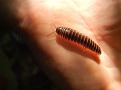 Apheloriini