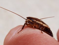 Drymaplaneta communis