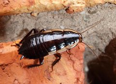 Drymaplaneta communis