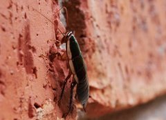 Drymaplaneta communis