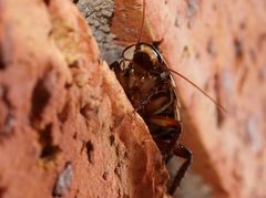 Drymaplaneta communis