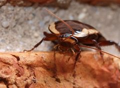 Drymaplaneta communis