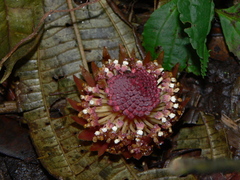 Langsdorffia hypogaea