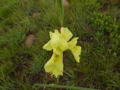Moraea