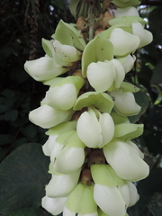 Mucuna poggei