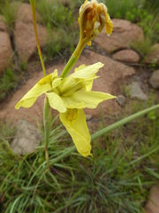 Moraea
