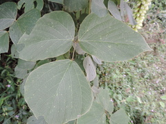 Mucuna poggei