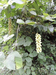 Mucuna poggei