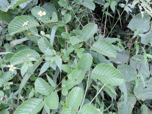 Rubus ellipticus image