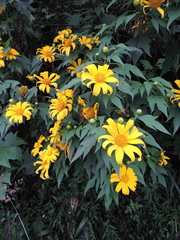 Tithonia diversifolia image