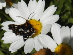 Thyris usitata