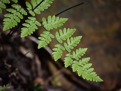 Myriopteris alabamensis image