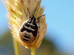 Eysarcoris trimaculatus