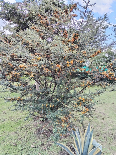 Image of Pyracantha angustifolia by (c) Esteban Poveda, some rights reserved (CC BY)