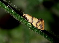 Psaroxantha basilica