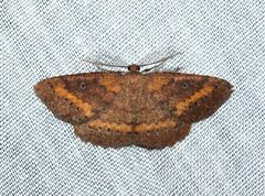 Casbia melanops