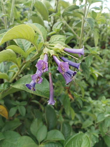 Image of Iochroma cyaneum by (c) Esteban Poveda, some rights reserved (CC BY)