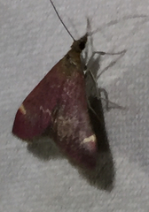 Pyrausta grotei
