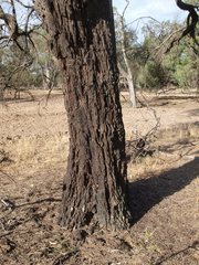 Allocasuarina luehmannii