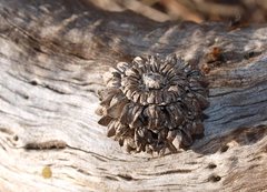 Allocasuarina luehmannii