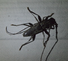 Elaphidion mucronatum